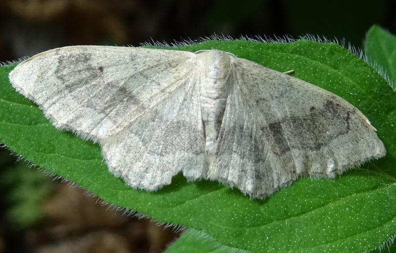 Idaea aversata - Geometridae